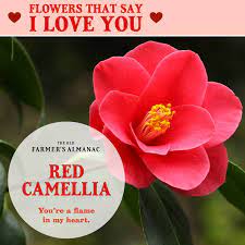 Flower Meanings The Language Of Flowers Flower Meanings Flowers August Birth Flower