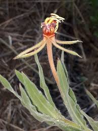 Image result for Oenothera indecora