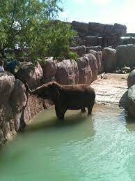 El Paso Zoo Miss It So Much El Paso Zoo El Paso Zoo