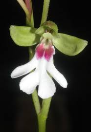 Image result for Cynorkis symoensii