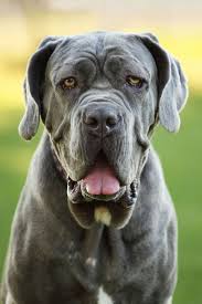 If you are looking for a big dog with a long coat, then the newfoundland may well be the one for you. 25 Biggest Giant Dog Breeds Largest Dog Breed Photos