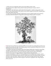 Dalam psikotes menggambar pohon, sebaiknya dalam tes menggambar ini, anda mengambar tanaman atau pohon yang mempunyai daun banyak, kayu atau ranting, buah, atau bunga dan akar. Soal Psikotes Gambar Pohon Mangga 42 2021