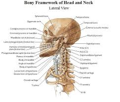 Its clavicular head originates from the medial third of the clavicle, while its sternal head arises from the manubrium of sternum he heads come together and ascend diagonally to insert onto the mastoid process﻿ of the temporal bone. The Bones Of The Head And Neck Anatomy Medicine Com