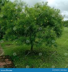 Image result for Cascabela