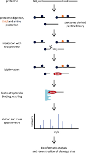 Proteasome is a relatively larger molecule 1.proteasome complex. Proteomic Identification Of Protease Cleavage Sites Pics Workflow Download Scientific Diagram