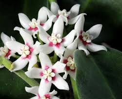 Asclepiad hoya macgillivrayi waxplant vine /cutting plant. Hoya Calycina Vermont Hoyas