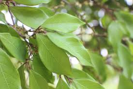 Image result for Cleistanthus