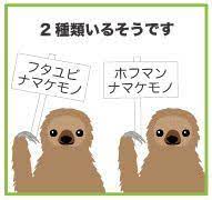 ナマケモノ図鑑 フタユビナマケモノの種類 ナマケモノ 図鑑 ともみ
