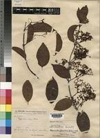 Image result for Hippocratea