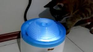 Dophin Mango Kedi Kopek Su Selalesi Youtube