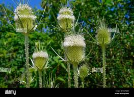Image result for Dipsacus pinnatifidus