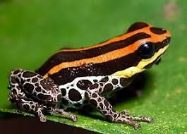 Black And Yellow Dart Frog Dart Frog Black With Orange And Yellow Strips Frog Pictures Frog Dart Frog