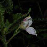 Image result for Impatiens burtonii