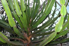Image result for Euphorbia confinalis