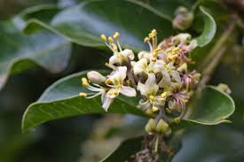 Image result for Bersama lucens