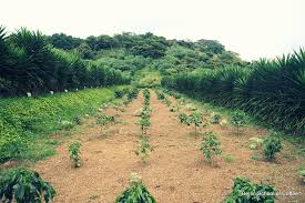 The electric light is from a solar power plant. El Salvador Coffee Master Gold Berlin School Of Coffee Flickr