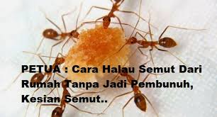 Keberadaan semut juga bisa menjadi tanda adanya untuk membuat pengusir semut dengan jeruk yang lebih kuat, rebus sejumlah kulit jeruk dalam air selama 15 menit. Cara Menghalau Semut Dalam Islam Doa Mengusir Semut 5 Cara Menyuruhnya Pergi Tanpa Menyakiti Apakah Cara Ini Ampuh Untuk Mengusir Semut