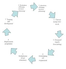 8 processes of human resource planning management education