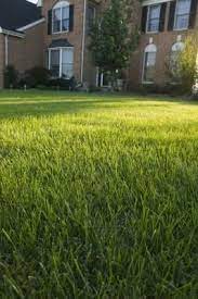 How Long Before Fertilizer Burns Grass Ehow Com Fall Lawn Fall Lawn Care Planting Grass