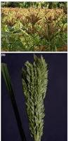 Image result for Eleusine kigeziensis