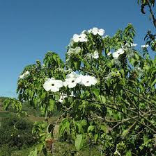 Image result for Ipomoea intrapilosa