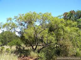 Image result for Searsia leptodictya