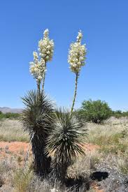 Image result for Yucca