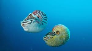 Image result for Allophylus pseudopaniculatus