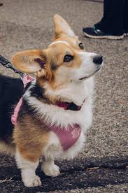 Find Out More On Small Pembroke Welsh Corgi Puppy Grooming Pembrokewelshcorgipup Corgi Memes Pembrokewelshcorgiswit Welsh Corgi Puppies Corgi Dog Corgi Puppy