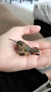 Birds That Can T Fly Far Couple Finds Tiny Hummingbird Who Can T Fly Trapped In Flowerpot Hummingbird Flower Pots Pretty Birds