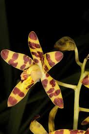 Image result for Ansellia