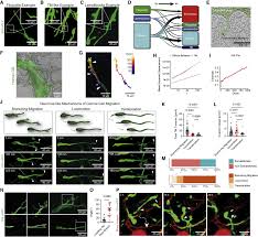 Glioblastoma hijacks neuronal mechanisms for brain invasion: Cell