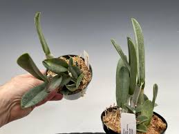 Image result for Dignathia gracilis