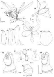 Image result for Tridactyle anthomaniaca