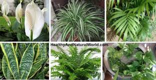 You can keep me in your bedroom or in the bathroom. 10 Best Air Filtering House Plants According To Nasa With Pictures