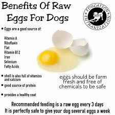 Consuming the egg yolks raw also preserves the vitamin b6 content, which is diminished with heat. Raw Egg Good For Dogs Cheap Buy Online