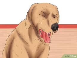 Of course, you can't give your dog a blood test every week. How To Diagnose Heartworms In Dogs 13 Steps With Pictures
