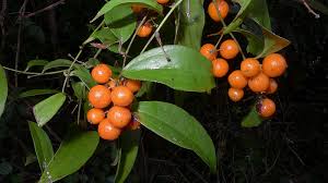 Image result for Smilacaceae