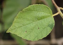 Image result for Cordia monoica