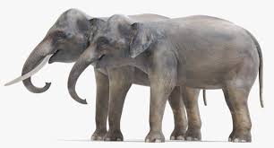 3d Model Asian Elephants Asian Elephant Asian Model 3d Model