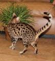 F3 Savannah Kittens for Sale | Savannah Cat Breed