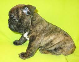 French bulldog dog breed information, pictures, care, temperament, health, puppies, breed history. Akc Rare Reverse Brindle French Bulldogs 2 Males For Sale In Spokane Washington Classified Americanlisted Com
