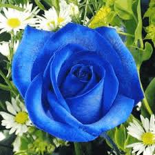 Tanaman mawar termasuk ke dalam tanaman yang adaptif dan. Bunga Mawar Biru Photos Facebook