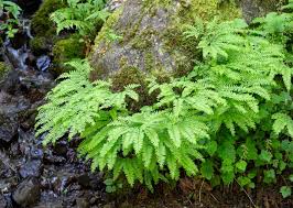 Image result for Adiantum comorense