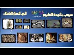 610 حبوب مفيدة للطيور في فصل الشتاء youtube frame decor birds