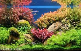 2009 Aga Aquascaping Contest Entry 11 Aquarium Landscape Nature Aquarium Aquascape Aquarium