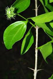 Image result for Strychnos kasengaensis