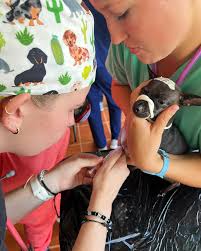 I'm beyond blessed to share that I'll be joining the UC Davis School of  Veterinary Medicine, Class of 2029! Becoming a veterinarian has been my  lifelong dream, and it's surreal to see