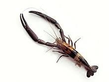 Prawn Wikipedia