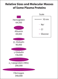 Blood - Plasma, Components, Functions | Britannica
